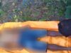 Pria Asal Kabupaten Pesawaran Lampung, Ditemukan Tewas Gantung Diri Di Parimo Sulteng