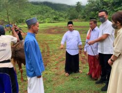 Idul Adha 1443 H, Bupati Dan Wabup Morut Serahkan 14 Ekor Sapi Qurban Untuk Masyarakat