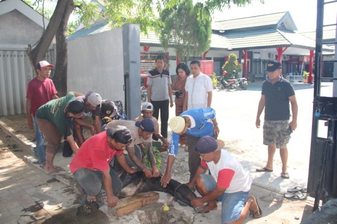 
					Jajaran Kanwil Kemenkumham Sulteng Sembelih Puluhan Ekor Hewan Qurban Pada Idul Adha 1444 H