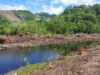 Pengusaha Tambak Babat Mangrove di Parigi Moutong Tanpa Izin