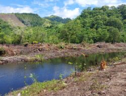 Pengusaha Tambak Babat Mangrove di Parigi Moutong Tanpa Izin