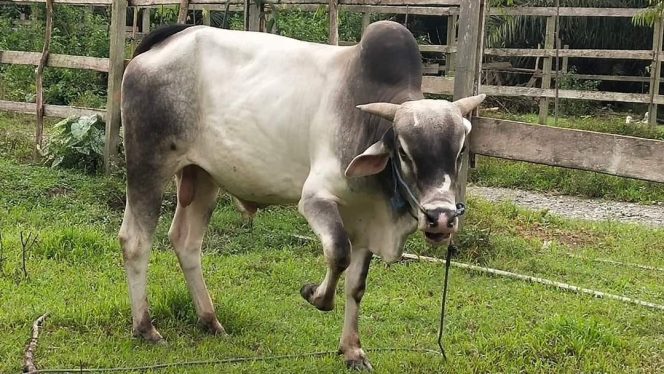 
					Hewan Kurban. Photo : ist