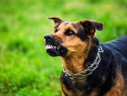 Memahami Rabies, Penyakit Mematikan yang Harus Dihadapi dengan Serius