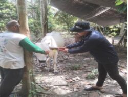 Disnakkeswan Donggala Maksimalkan Program Eartag Pada Hewan Ternak Sapi