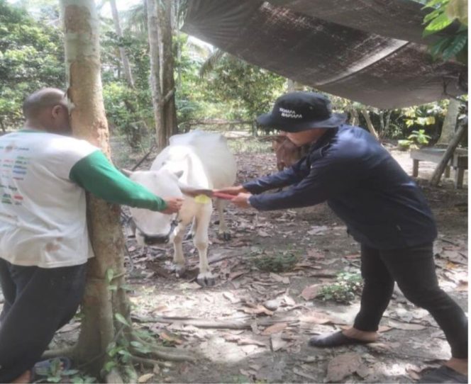 
					Pemasangan Eartag pada hewan ternak sapi.