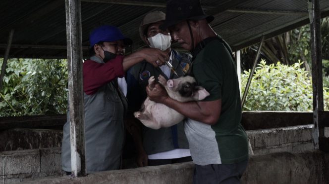 
					Tim DIsnakkeswan Donggala saat memberikan vaksin kepada seekor Babi di Kecamatan Rio Pakava. Photo: Disnakkeswan Donggala