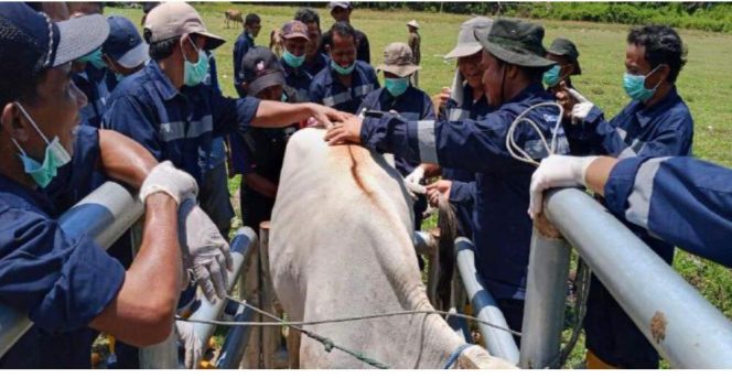 
					Program Sekolah Lapangan (SL) at FFS yang dilakukan Dinas Peternakan Kabupaten Donggala. (Foto: Dok. Dinas Peternakan Donggala)