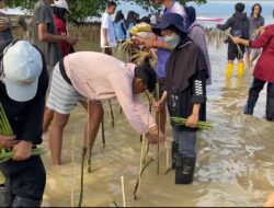 Kolaborasi Mahasiswa dan Masyarakat, Lakukan Penanaman 2024 Propogaul Mangrove di pulau Pangalasiang Donggala
