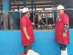 Disnakeswan Donggala Terus Tingkatkan Kualitas Ternak Demi Menjadi Penyangga IKN