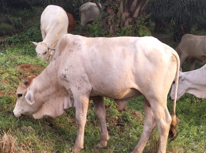 
					Hewan Kurban jenis Sapi. 