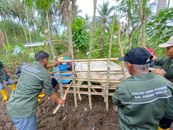 
					Proses melakukan Inseminasi Buatan kepada hewan ternak sapi. FOTO: netiz.id (Akib)