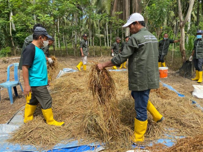 
					Suasana saat kelompok ternak melakukan fermentasi jerami padi. FOTO: netiz.id (Akib).