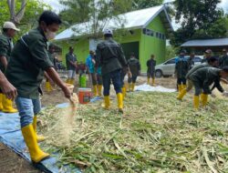 Pakan Berkualitas, Disnakeswan Donggala Pelatihan Fermentasi