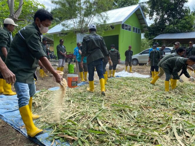 
					Suasana saat para peternak menabur campuran fermentasi pada pakan ternak. FOTO: netiz.id (Akib).