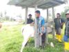 Disnakkeswan Donggala Gelar Sekolah Lapang dan Pemberian Vitamin untuk Ternak Sapi