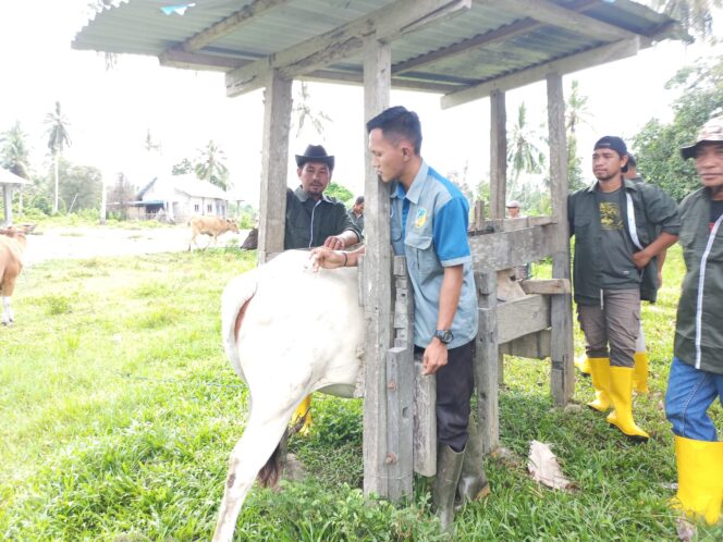 
					Saat peserta kegiatan sekolah lapang memberikan vitamin ke ternak sapi. FOTO: ist