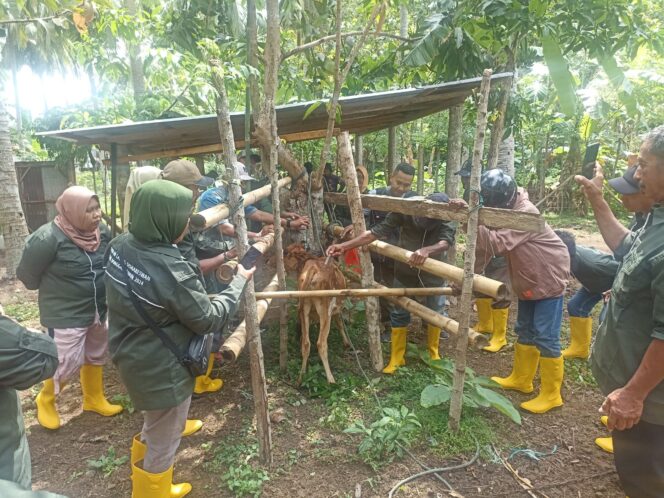 
					Saat peserta Sekolah Lapang memberikan vaksin kepada ternak sapi di kelurahan Kabonga Kecil Kecamatan Banawa. FOTO: ist