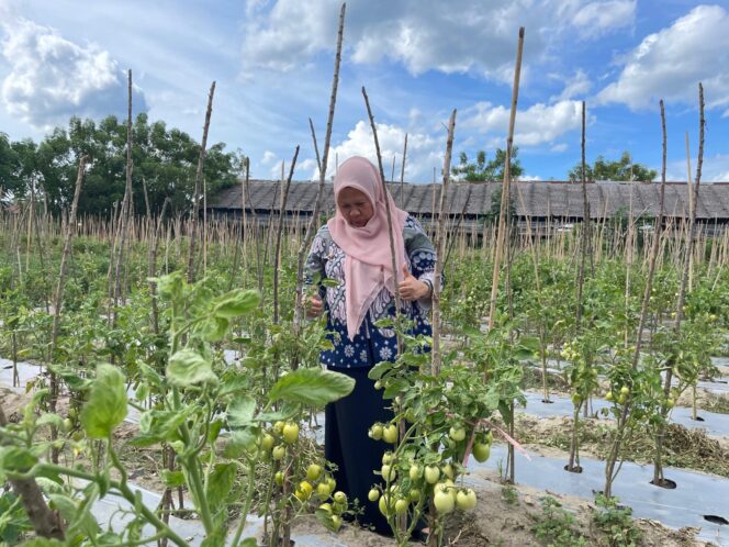 
					saat melakukan kunjungan kesalah satu lokasi pertanian di Mamboro Kota Palu.//FOTO:Ginda