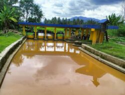 Ancaman Gagal Panen Menerpa Petani di Parigi Moutong Akibat Pertambangan Emas Ilegal