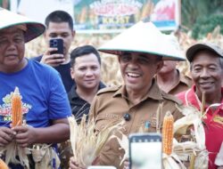 Panen Raya Jagung di Sigi, Gubernur Anwar Hafid Dorong Pemanfaatan Lahan Kosong