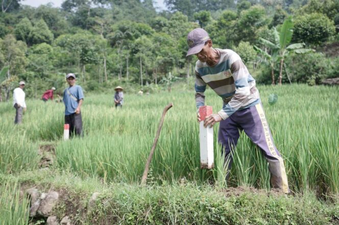 
					Petani memasang patok batas di area persawahan sebagai bagian dari Gerakan Masyarakat Pemasangan Tanda Batas (GEMAPATAS) 2025 yang digagas Kementerian ATR/BPN. FOTO: istimewa