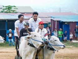 Datang Tanpa Pengawalan, Rizky Lahadalia Jadi Sorotan di Karapan Sapi Palu