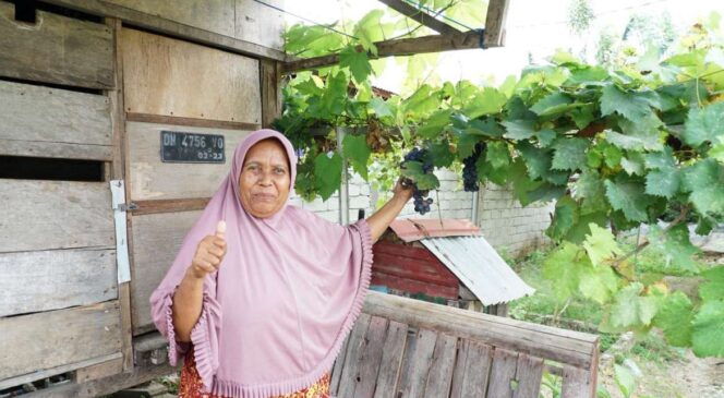 
					Seorang warga Desa Duyu menunjukkan hasil panen anggur dari kebun miliknya yang menjadi bagian dari Program Kampung Reforma Agraria Duyu Bangkit, Palu, Sulawesi Tengah. FOTO: istimewa