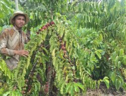Dua Pemuda Tuwa Sukses Kembangkan 3.000 Pohon Kopi, Jadi Inspirasi Petani Milenial