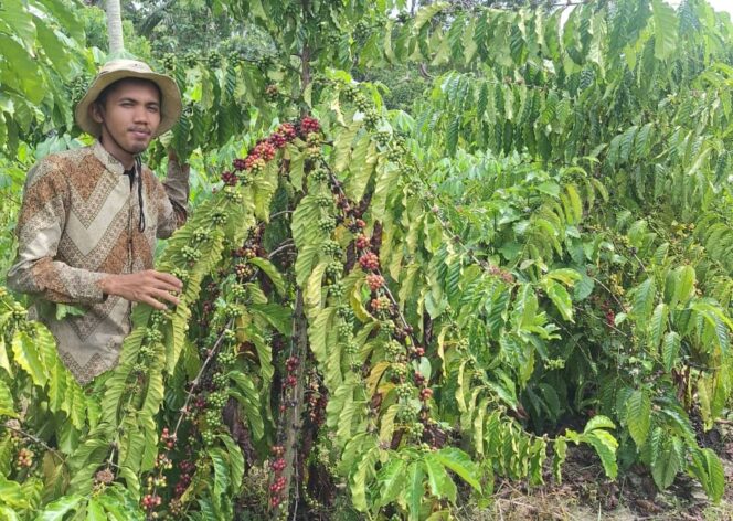 
					Junaedi, petani milenial Desa Tuwa, menunjukkan tanaman kopi yang mulai memasuki masa produksi. FOTO: istimewa