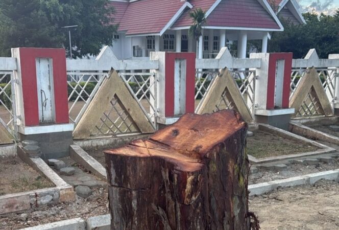 
					Sisa batang pohon peneduh yang ditebang di depan Rumah Jabatan Gubernur Sulawesi Tengah (Siranindi II), Jalan Prof. M. Yamin, Palu, Jumat (19/12/25). FOTO: istimewa