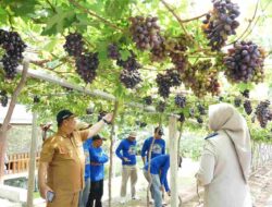 Anggur Jadi Sumber Hidup Baru Penyintas Bencana di Kelurahan Duyu Kota Palu