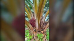 Harga TBS Sawit Stabil Rp3.200-Rp3.900/kg, CPO Global Turun ke USD 996/ton